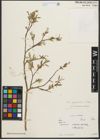 Foto von Salix pycnostachya Andersson